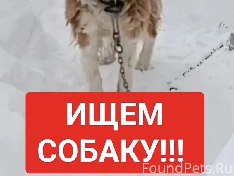 Пропала собака Ненси, Пески, Коломенский район