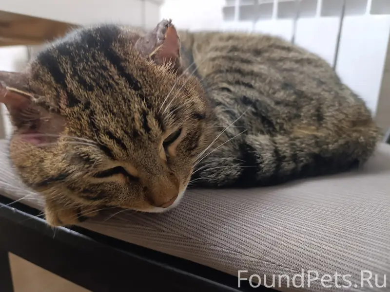 Пропал кот, Улан-Удэ, улица Заовражная