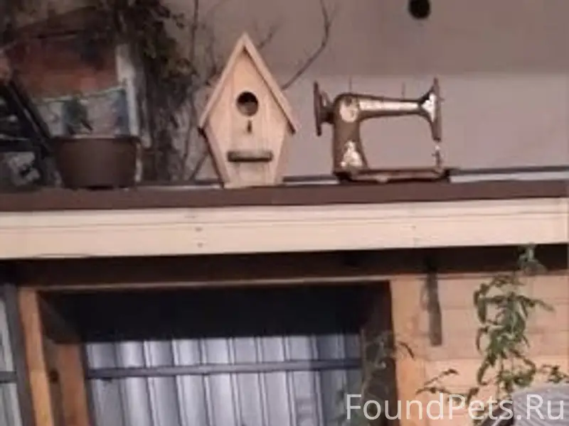 Пропал Кане Корсо, Малахов Курган