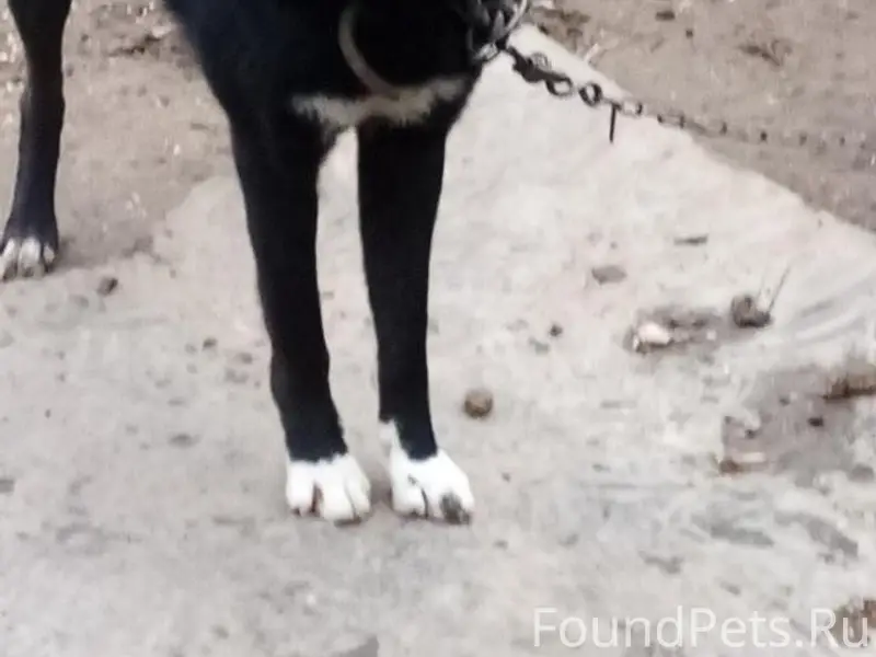 Пропал Джек, Шкловский район