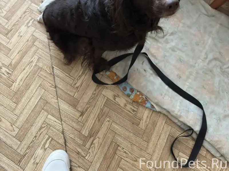 Найденная собака в Корабельной роще