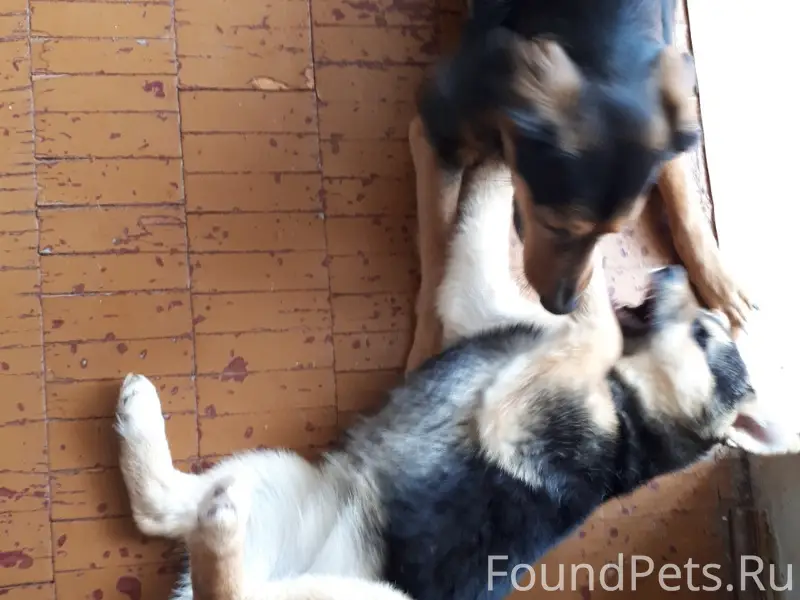 Найдена собака Рашида