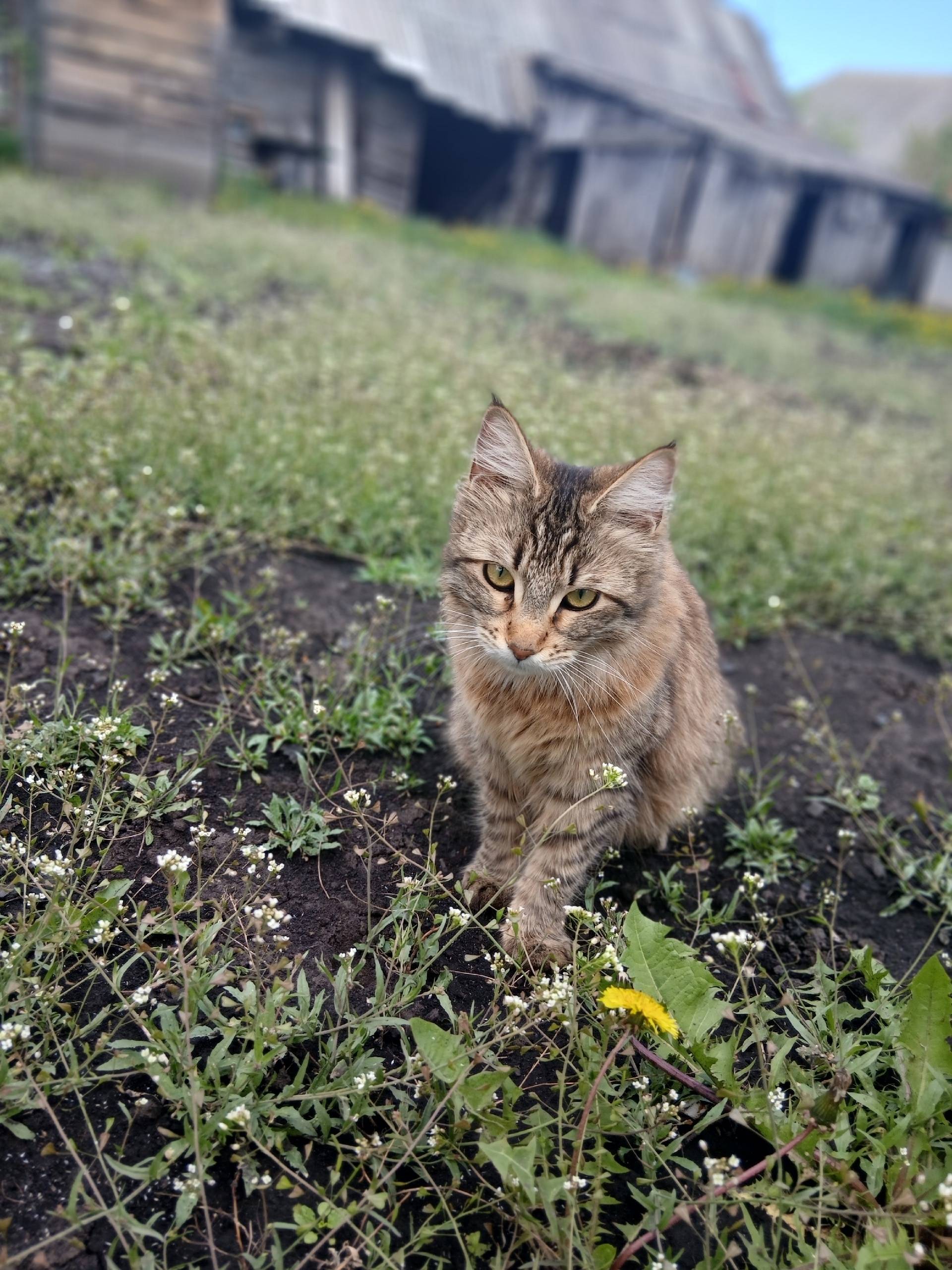 Пропала кошка, нет данных о месте пропажи