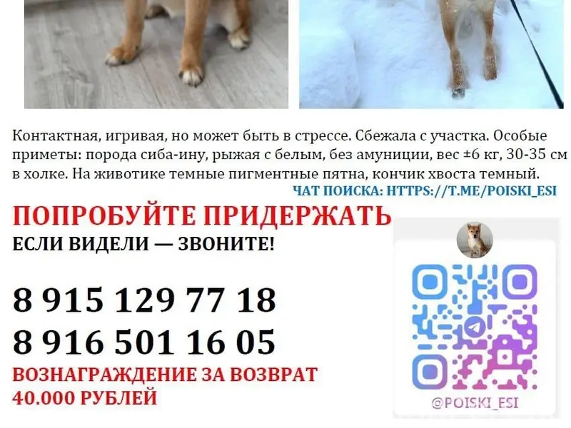 Пропала Сиба-ину Ёси, Раменское