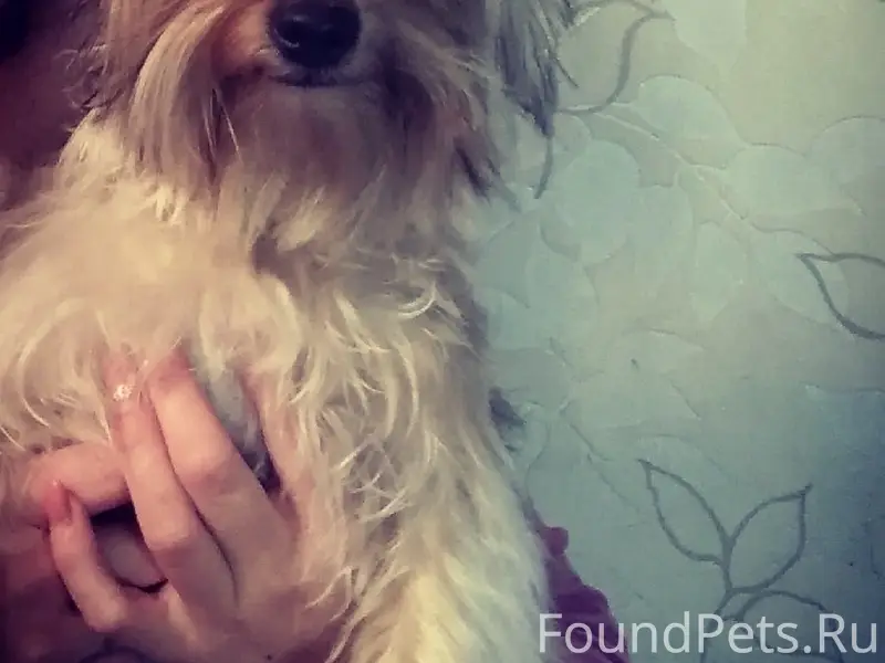 Пропал йоркширский терьер Тим, микр. Рудничный