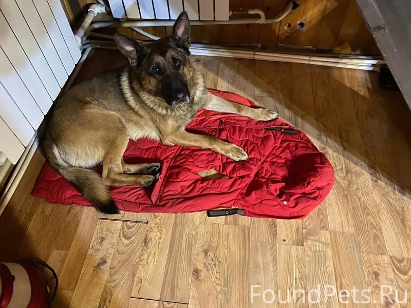 Пропал пёс овчарка, молодой