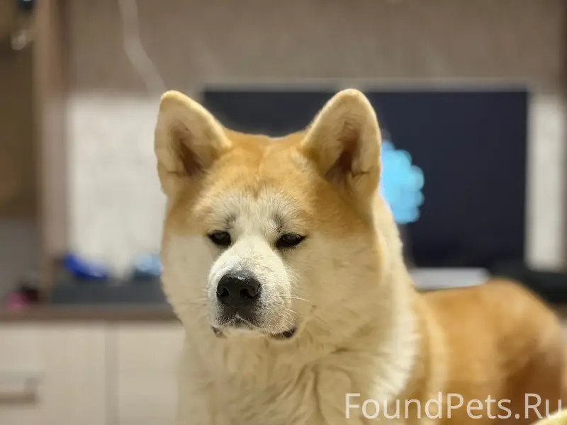 Пропала акита Ину, Анета бас 7
