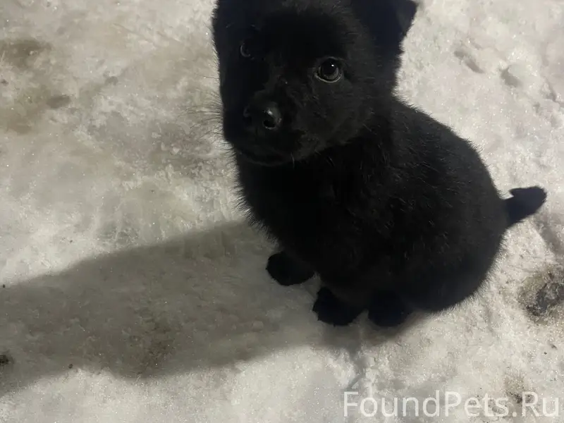 Найден щенок, автостанция