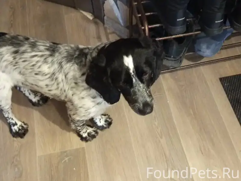 Найден спаниель, найден на ул. Рябиновая