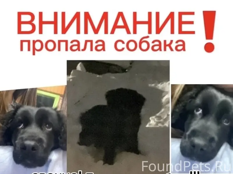 Пропал щенок Микки, СУ-2
