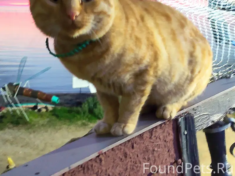 Пропал кот Грэй, Ялта