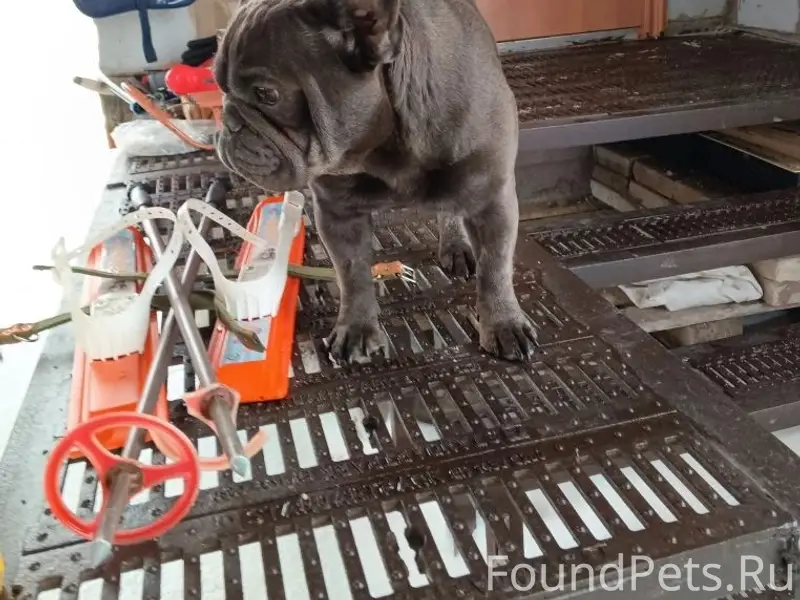 Найден французский бульдог, Абрамово