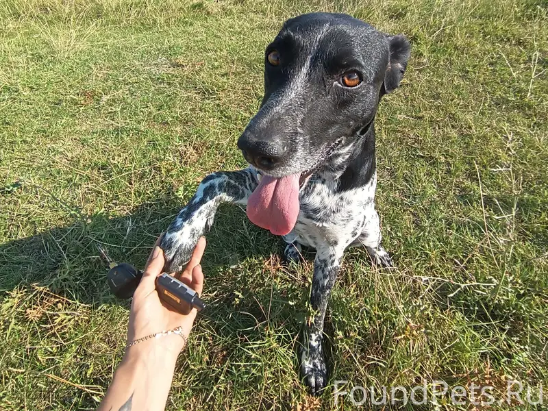 Пропала собака, Феодосия, район очистных