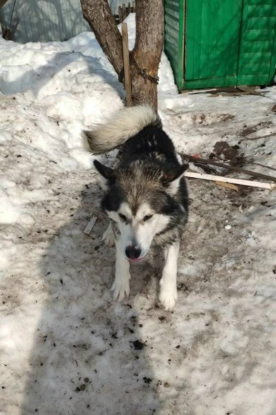 Найден аляскинский маламут, Владимирская область