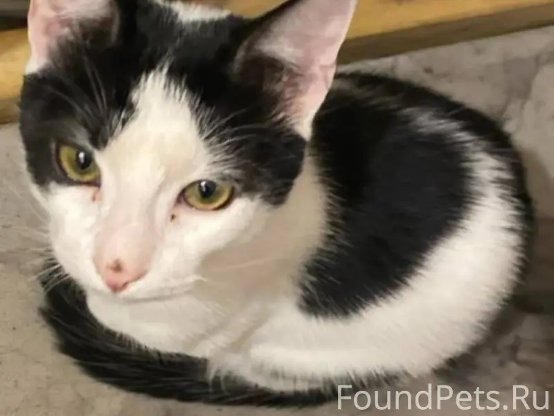 Найден кот, дом 246, 7 подъезд