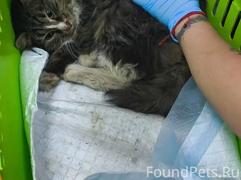 Найден кот, Лефортово