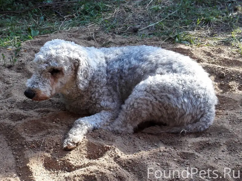 Пропала собака Майки, Минск