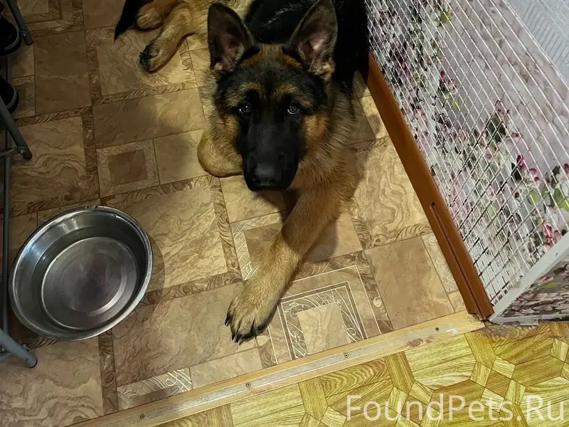Найден овчарка, между Камским и Факелом