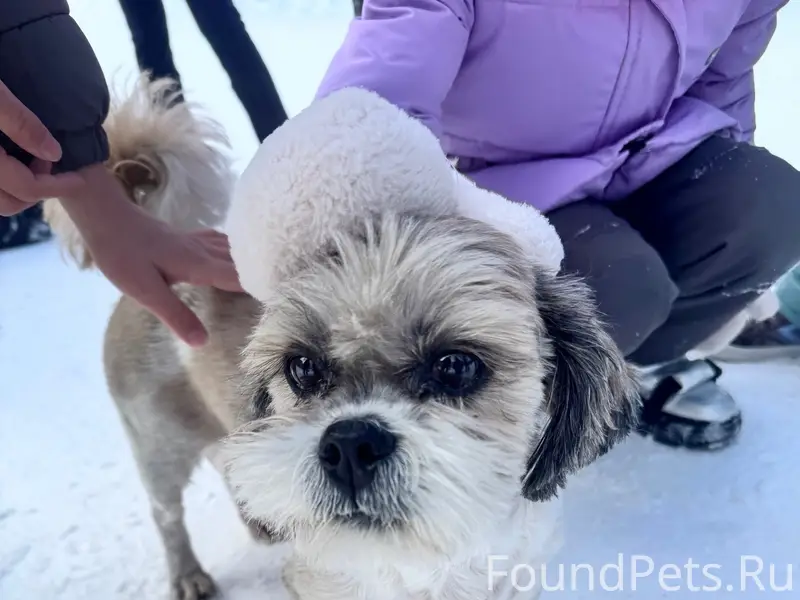 Найден шит-цу, Краснотурьинск