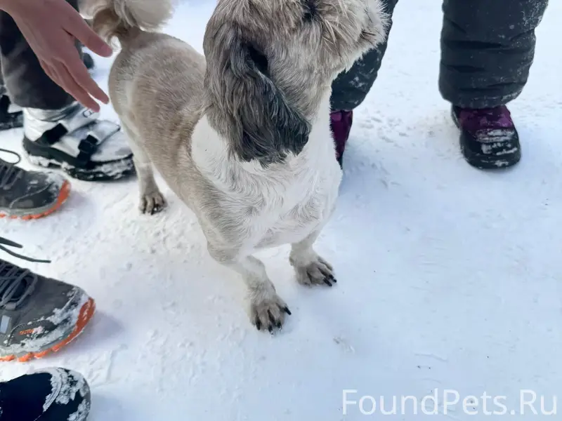 Найден пес шит-цу, Краснотурьинск