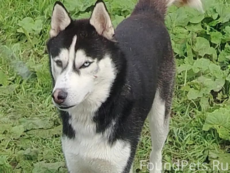 Пропал хаски Бублик, п. Билимбай