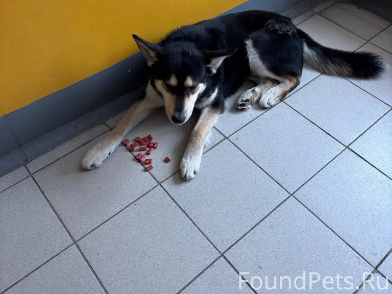 Найден кобель с красным ошейником, Софийская 1/2