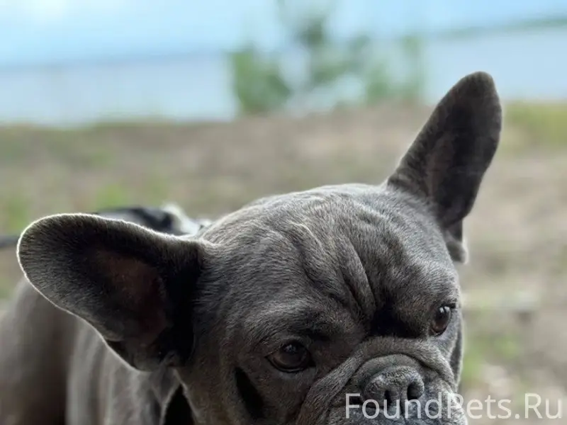 Пропал пёс, Абрамово