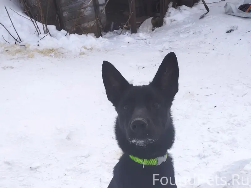 Пропал щенок, чёрный в зелёном ошейнике