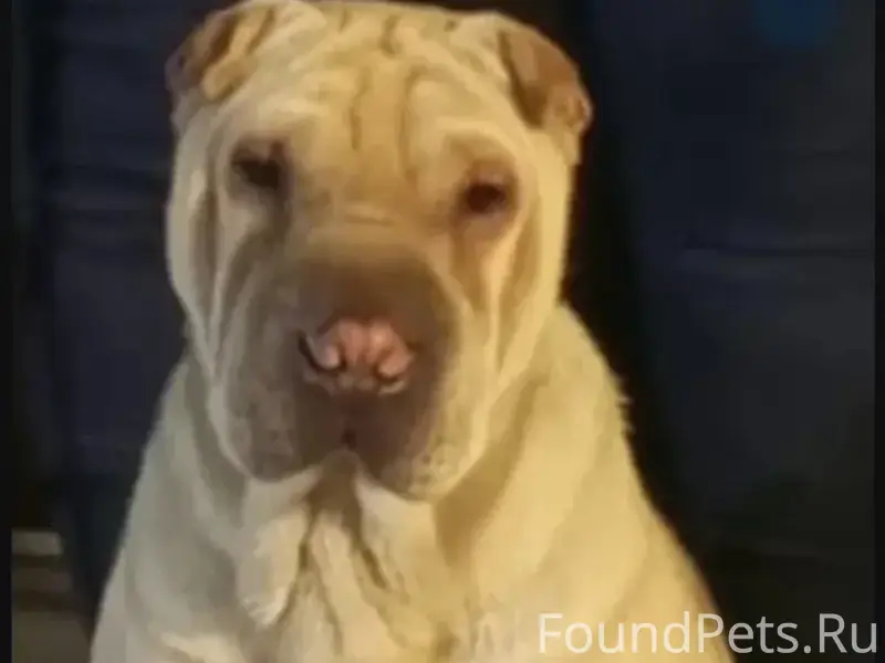 Пропала собака, кв. Погромное