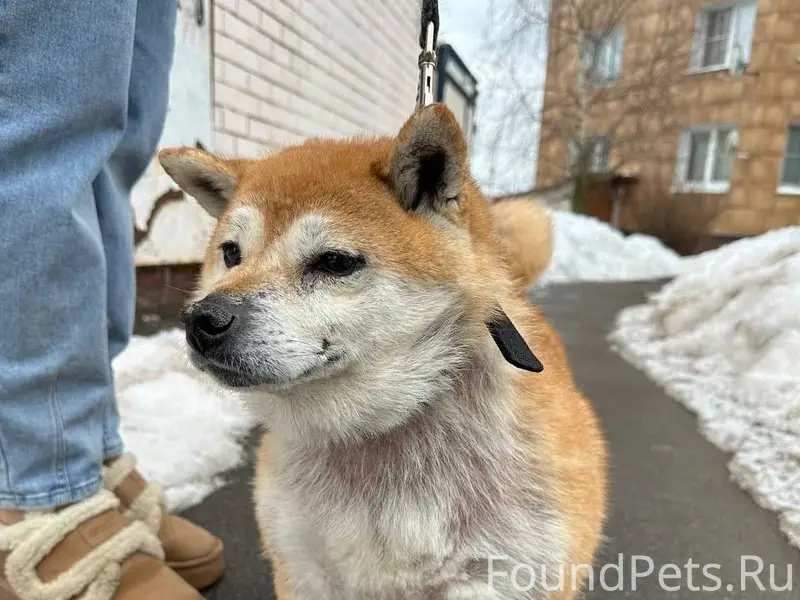 Найден сиба-ину, Наро-Фоминск