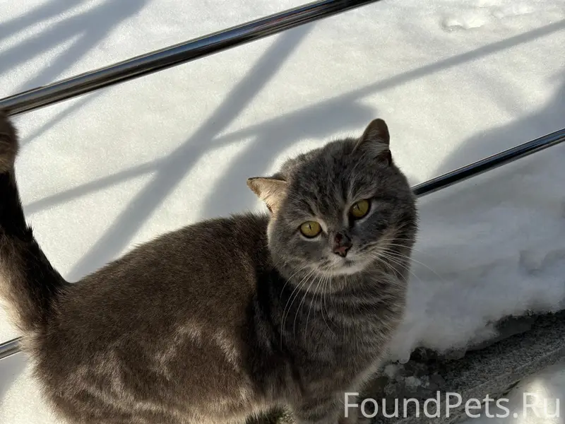 Найден кот, Берша 35