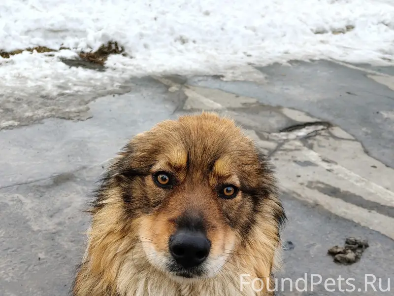 Найден молодой пёс, жд вокзал