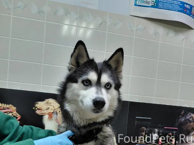 Найден хаски, находится на стационаре «Добрый Доктор»