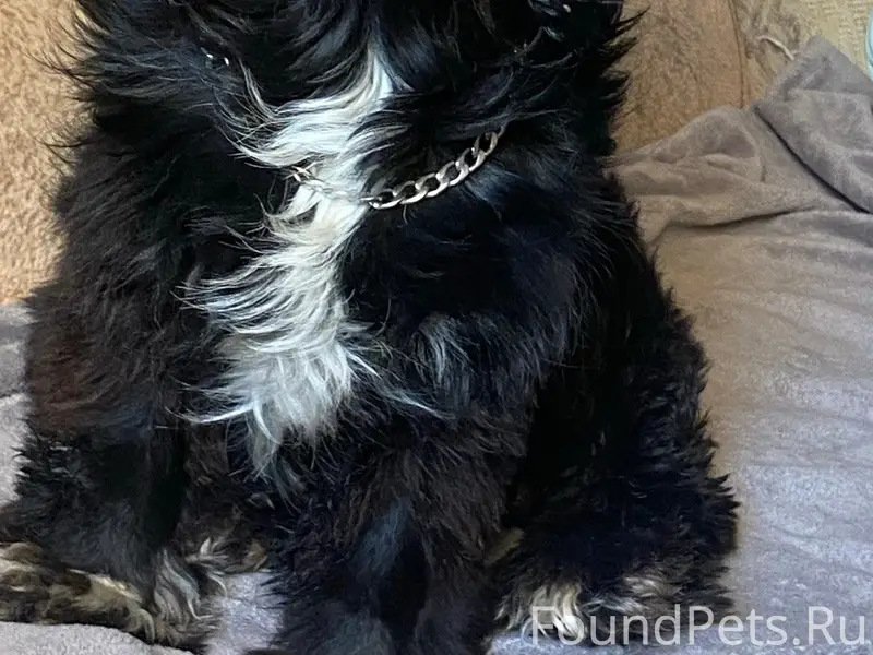 Пропал спаниель, село Верхняя Грязнуха