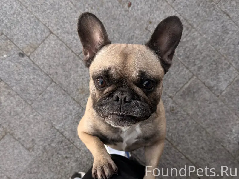 Найден французский бульдог, деревня Крутово
