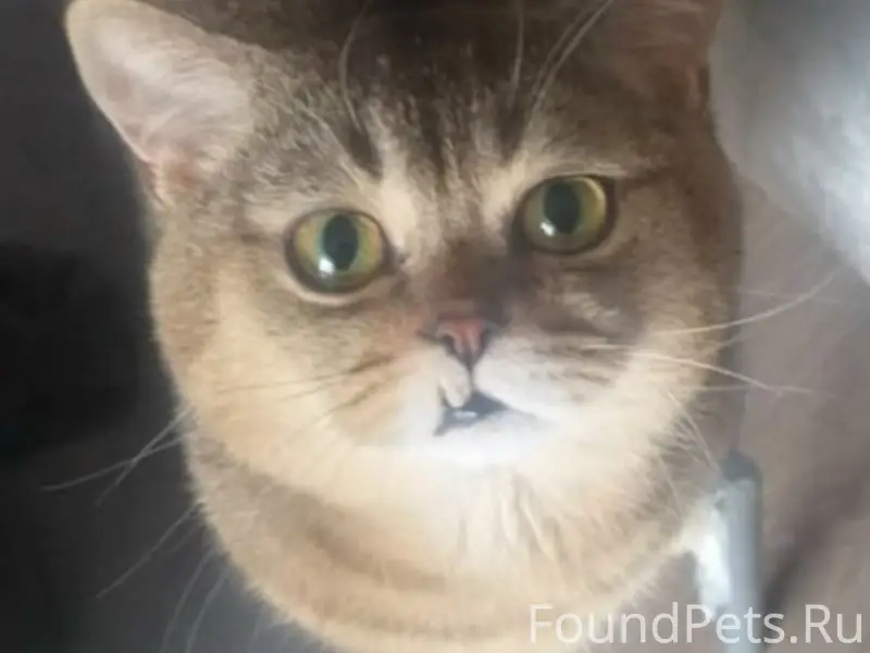 Пропал кот Тёма, Великие Луки