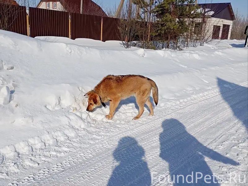 Пропал пёс Рэй, Грабово