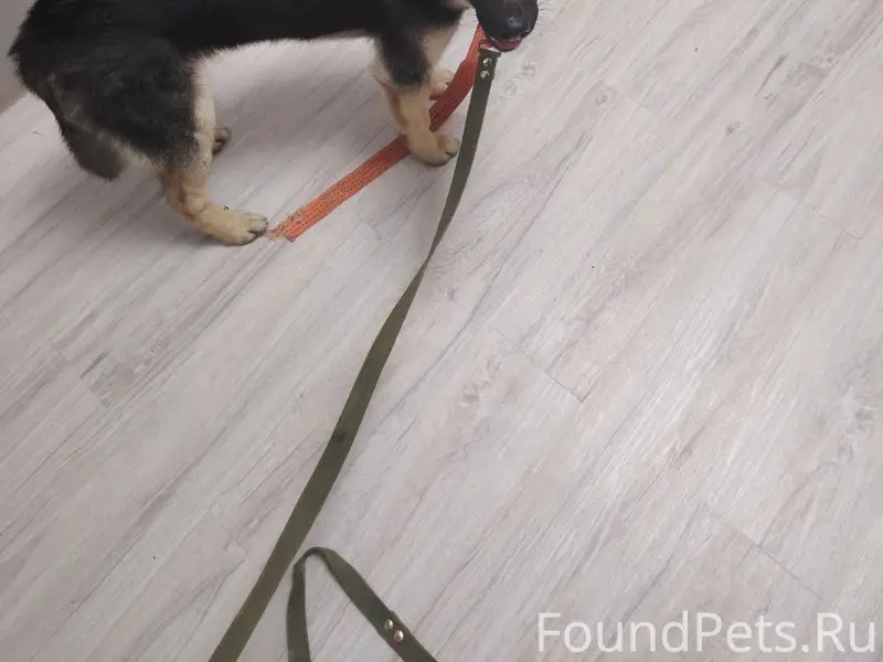 Найден овчароид, Кадниково, Сысертский район