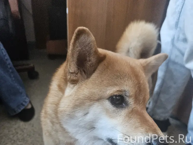 Найден тип собака, район кутахова
