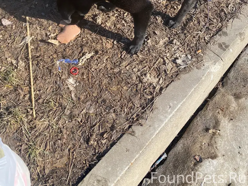 Найден метис лабрадора, Путевка