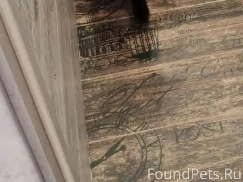 Пропал чёрный кот, Барвиха