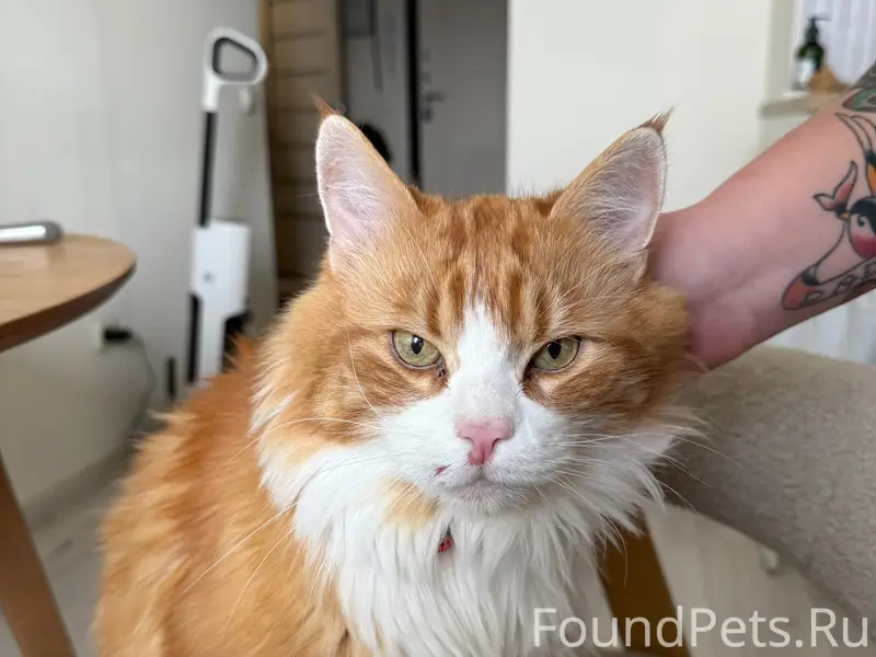 Найден кот, п. Янино