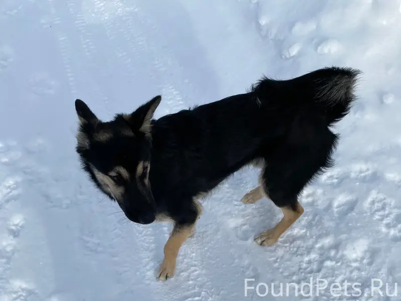 Найден щенок, район Сот Аграрник