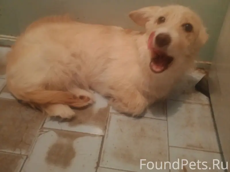 Пропала собака желто-золотистого окраса, 15 мкр