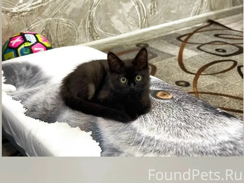 Пропал котёнок Черныш, район ул. Р. Люксембург