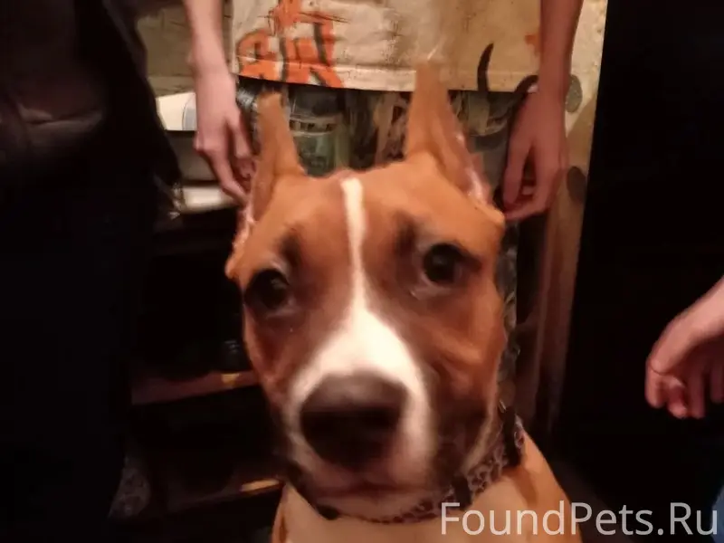 Пропала собака, Щёкино, район 12 школы