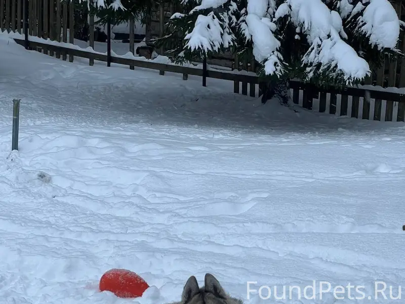 Пропал пёс Чуй, деревня Засыпье