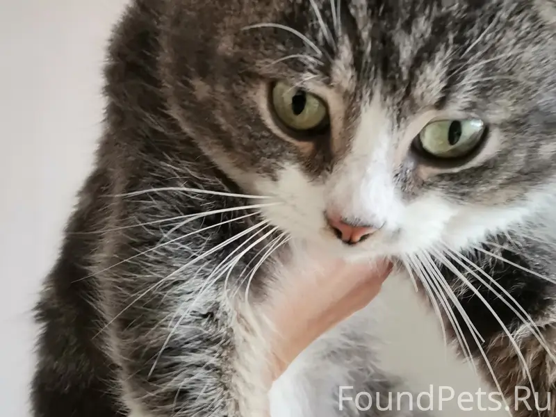 Найден котик, Санкт-Петербург, Парнас