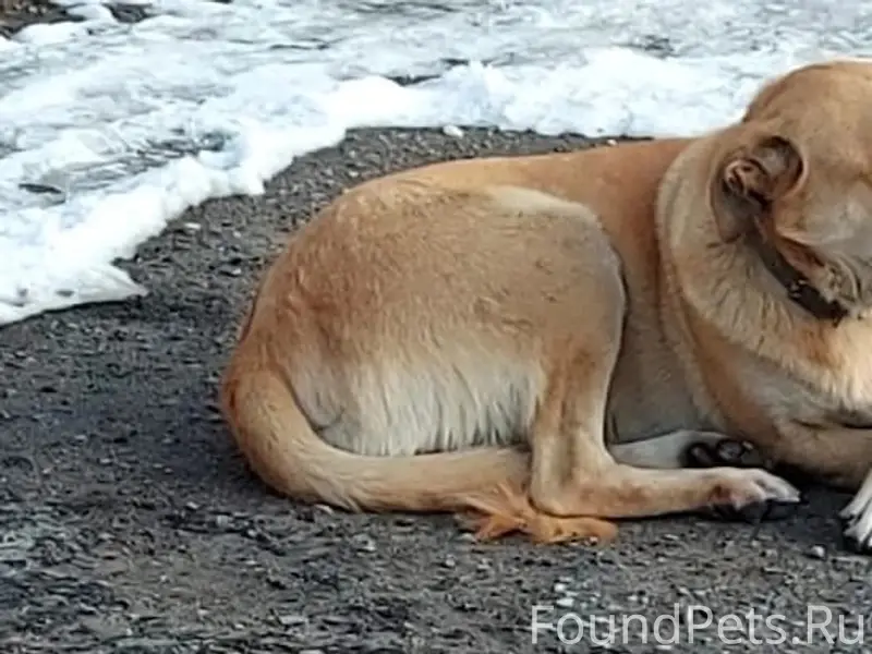 Пропал кобель Лосяша, у Хладокомбината