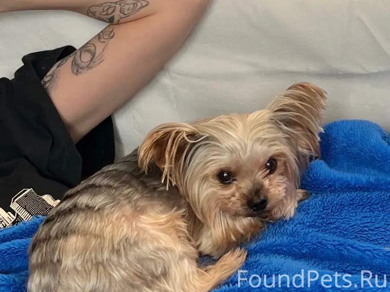 Пропал пёс Томми, Залинейный район